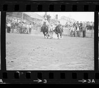 Howard Manuel Steer wrestling