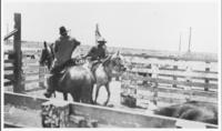 Father of Luis Ortega and his cousin Vincinte working cattle ca. 1910