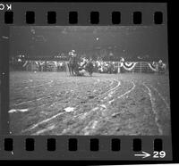 [Unknown Steer wrestler]