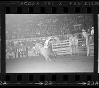 Dan Willis on Bull #6