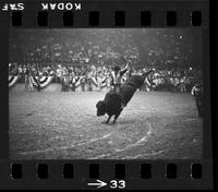 [Double exposure. Unknown Bull riders]