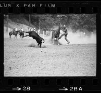 Tom Chapman Calf roping, 16.9 Sec