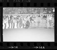 Jack Frank on Bull #107