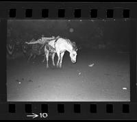 [Unknown Bareback rider]