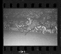 [Unknown Bareback rider]