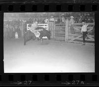 Jack Faulk on Bull #7