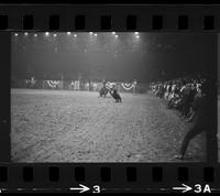Pete Rosiglione Calf roping