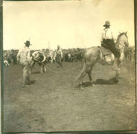 [Four cowboys with cattle & roping a calf]