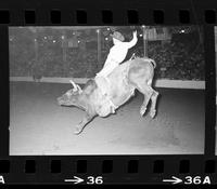 Dallas Chartier on Bull #131