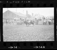 Dub Sams Steer wrestling, 6.36 Sec