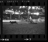 Shoat Webster Calf roping