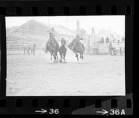 Jim Bolander Steer wrestling, 9.5 Sec