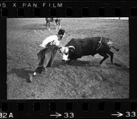 Frank Curry Bull fighting