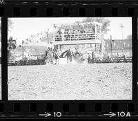 Ernest Davis Steer wrestling, 11.5 Sec