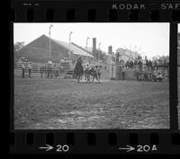 Perry Hatfield Steer wrestling