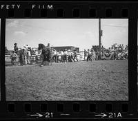 [Unknown Saddle bronc rider]