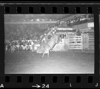 Melvin Fields on Bull #19