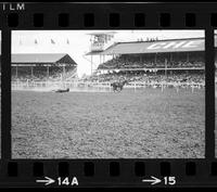 Bowie Weslie Steer roping, 27.5 Sec, Totals for 3 = 69.3 Sec