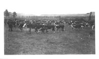 Quarter Circle U Ranch Roundup 1928