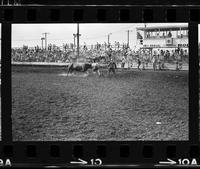 Bob Holland Bull fighting