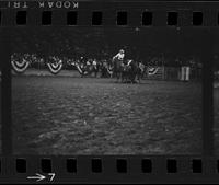 [Unknown Steer wrestlers]