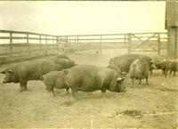 [Group of hogs in pen]