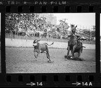 Wayne Spencer Calf roping, 17.49 Sec