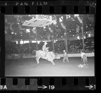 George Paul on Bull #69