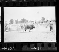 Bob Greeling on a Bull