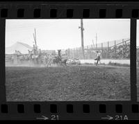 Bobby Goodspeed Calf roping, 9.5 Sec