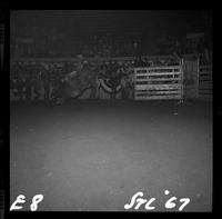 Harold Leftwich on Bull #86