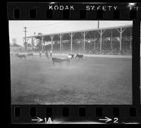 [Unknown Steer wrestler]