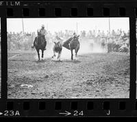 John Biggs Steer wrestling