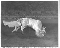 Slim Pickens- Clown, Orrie Dooley, Rider off at Cow Palace '47