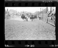 D.R. Vrane Steer wrestling