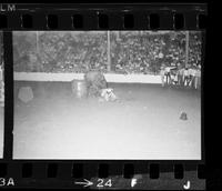 John Routh Bull fighting with Bull #191