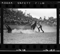 Mike Rentz Calf roping