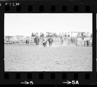 Bob Schneider Steer wrestling