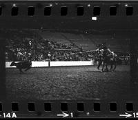 Junior Lewis Calf roping, 10.4 Sec