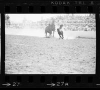 John Pack Calf roping