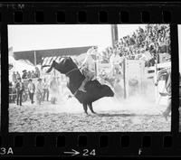 [Unknown Bull rider]