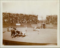 [Bullfighter on horseback charged by bull as toreadors look on in arena]