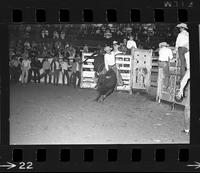 [Unknown Bull riders}