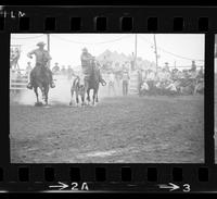 [Unknown Steer wrestler]