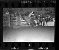 Bo Ashorn on Bull #4