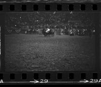 Tim Baer Steer wrestling