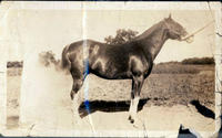 [portrait photograph of a horse]