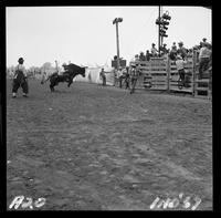 Wm (Ernie) Vest on Bull #4