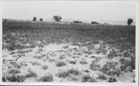 Alfalfa Field showing damage by rabbits. Mariani Ranch near Dayton, Nevada