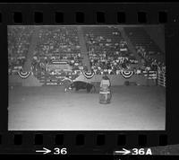 Pistol Holiday rodeo clown bull fighting